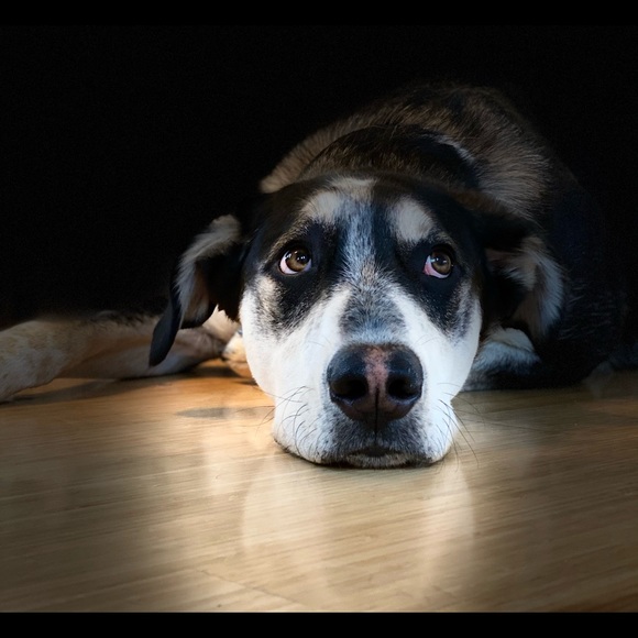 Meet your Posher, Lori - Picture 1 of 8